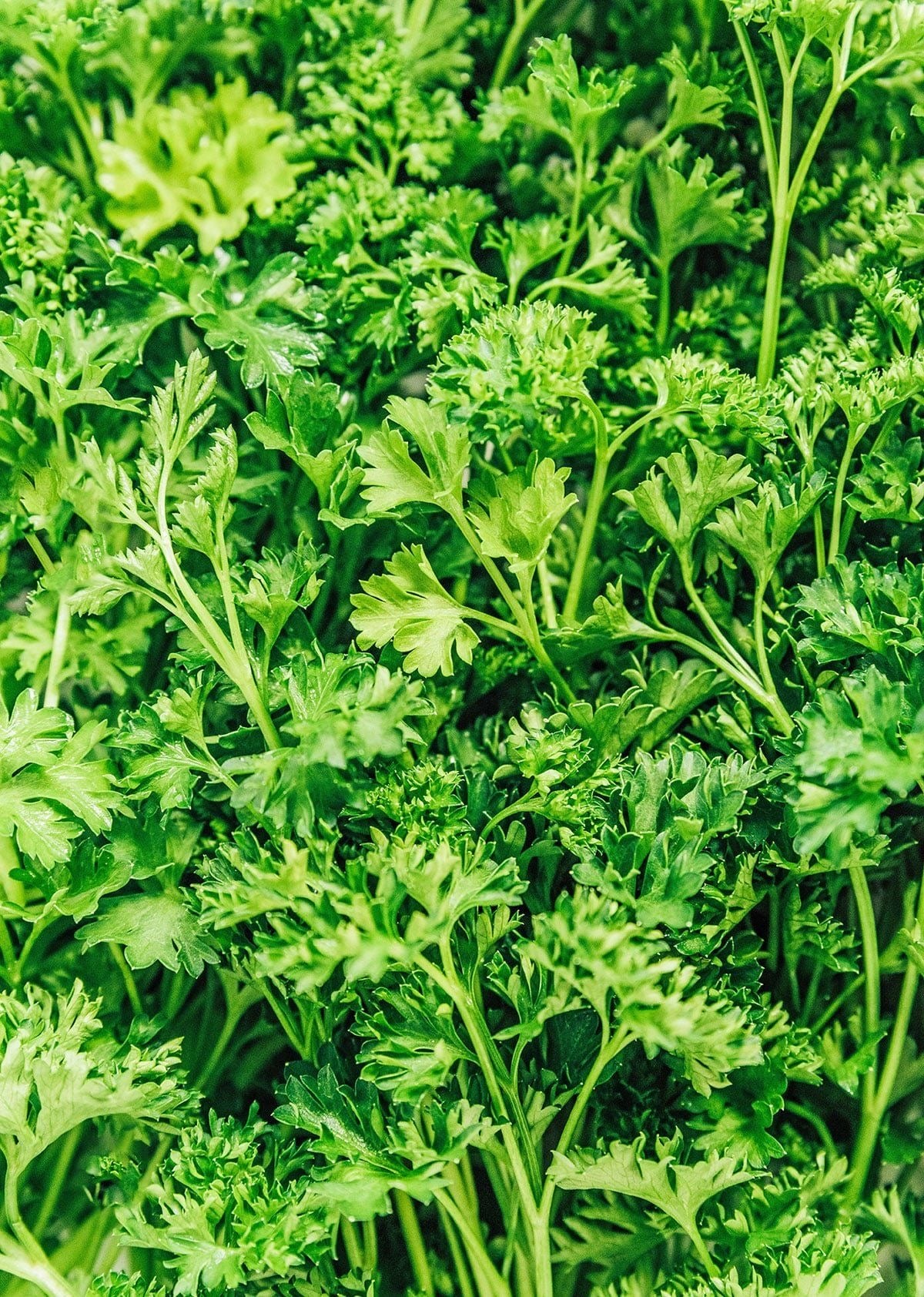 Parsley